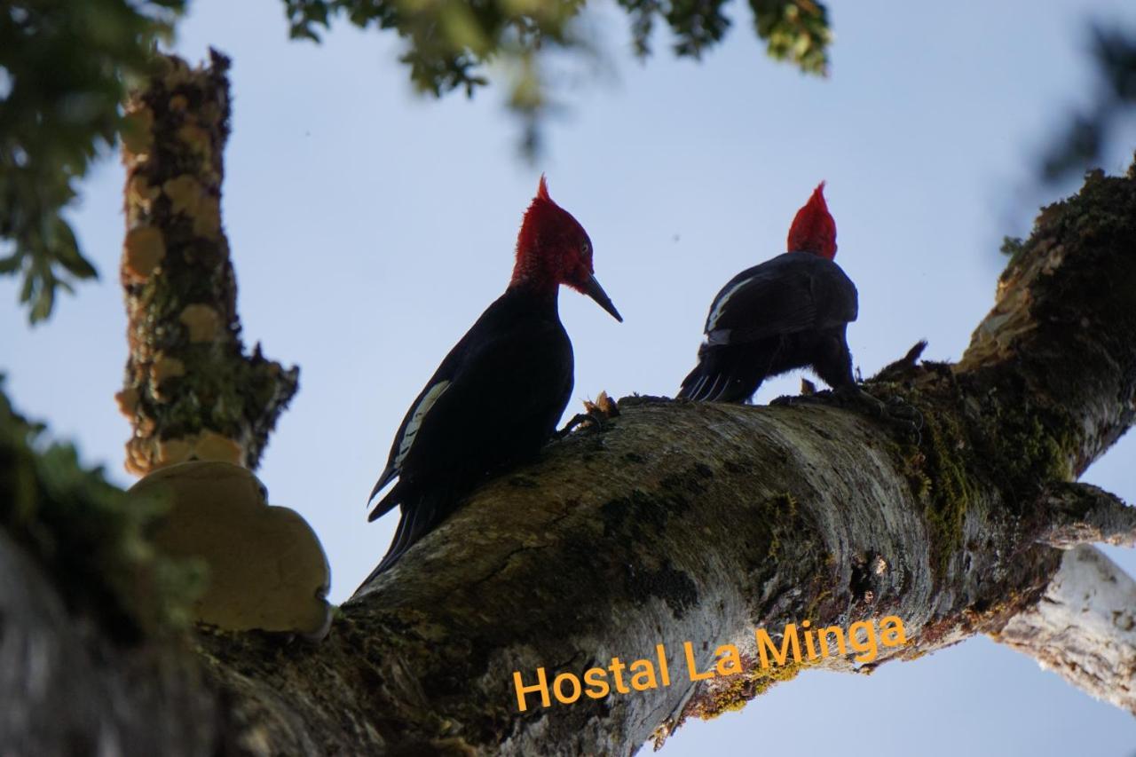 Hostal La Minga Chaitén Exteriér fotografie